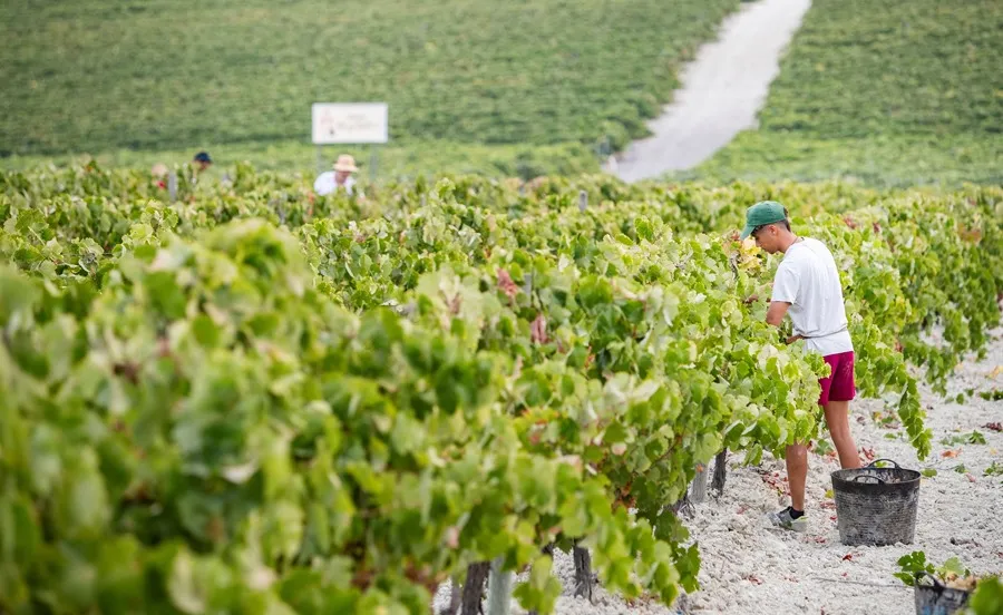 Espana-el-pais-de-la-UE-con-mas-superficie-de-produccion-ecologica