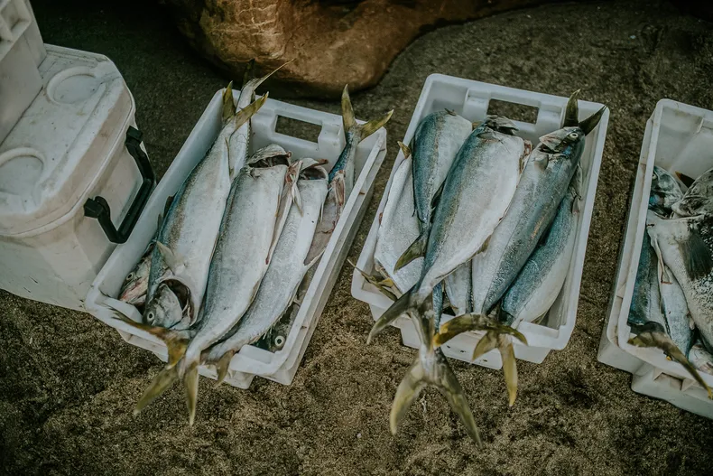 proyecto-pescado-prix-edition-cuisine-_-7ma-edicion-2